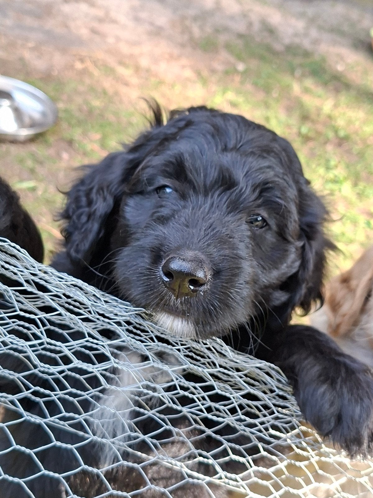 Labradoodle pups. De laatste 4 zijn nog beschikbaar!, Dieren en Toebehoren, 8 tot 15 weken, Meerdere, Meerdere dieren, Nederland