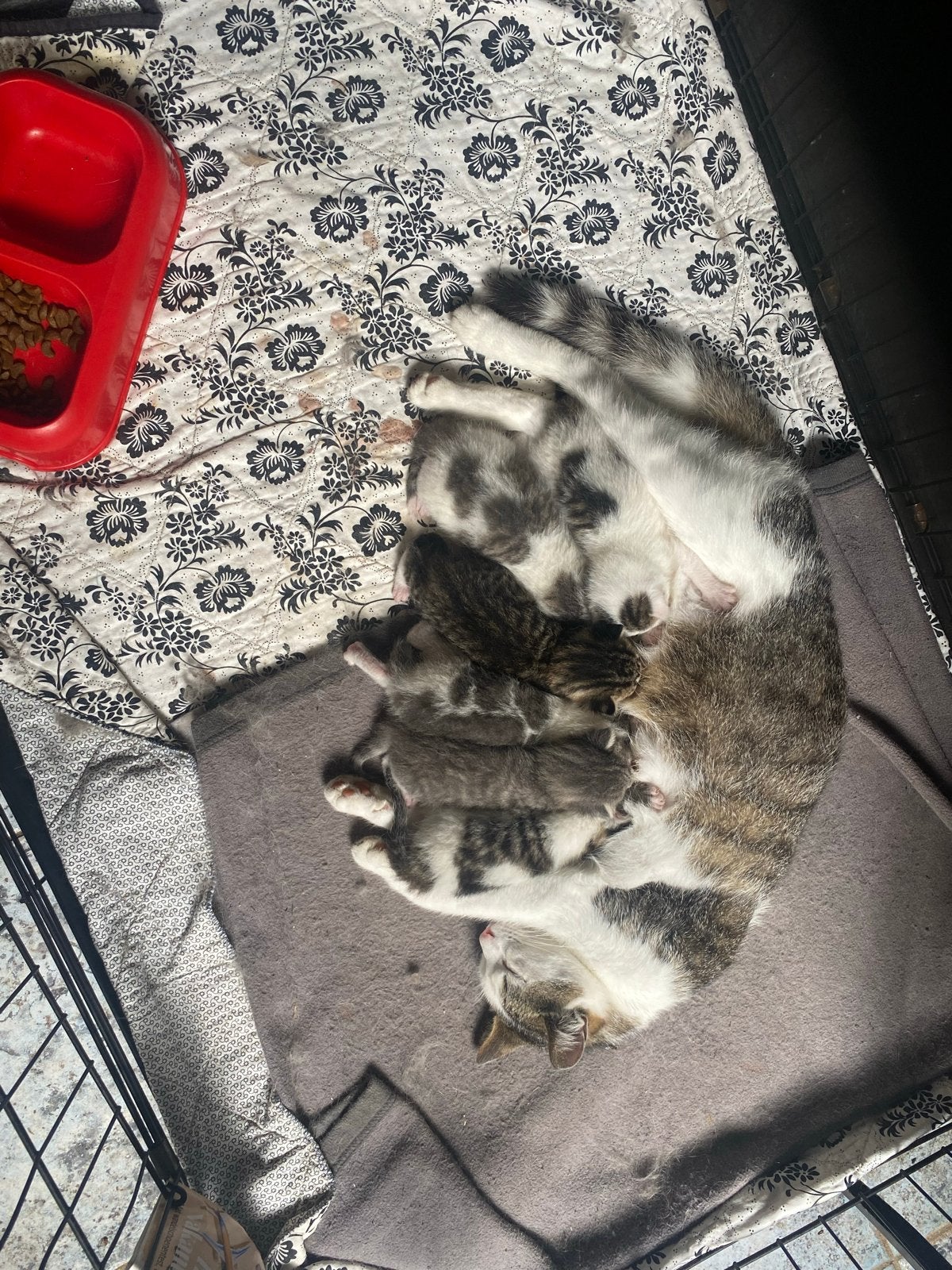 Kittens, Dieren en Toebehoren, Katten en Kittens | Overige Katten, Poes