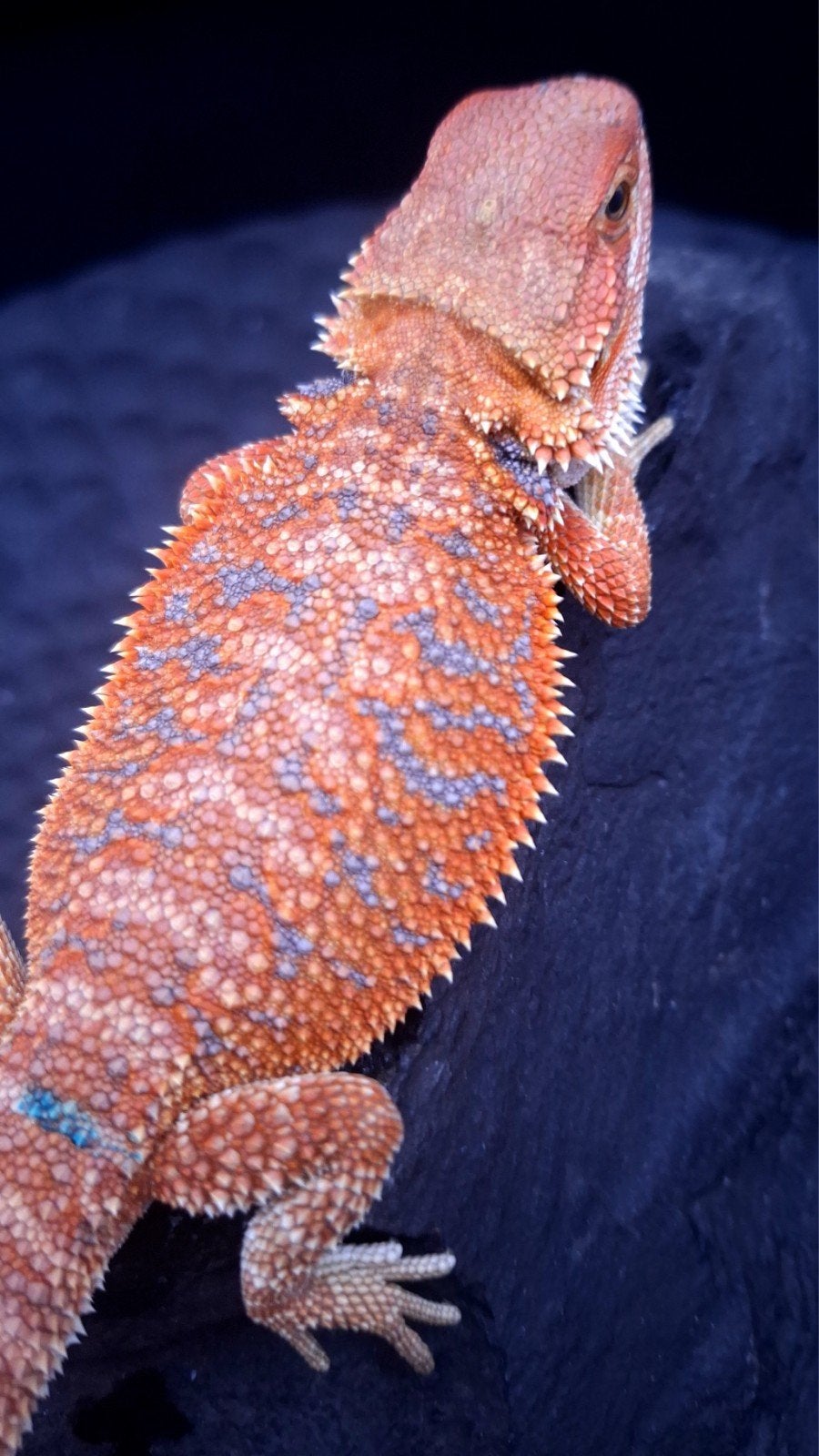 Orange Hypo Blue Bar Baardagaam Man 9 weken oud Bearded Dragon photo 2
