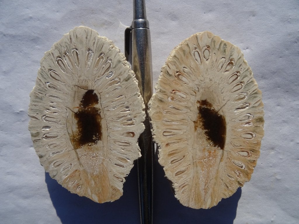 Araucaria mirabilis, fossilized pine cone, Ophalen of Verzenden, Fossiel