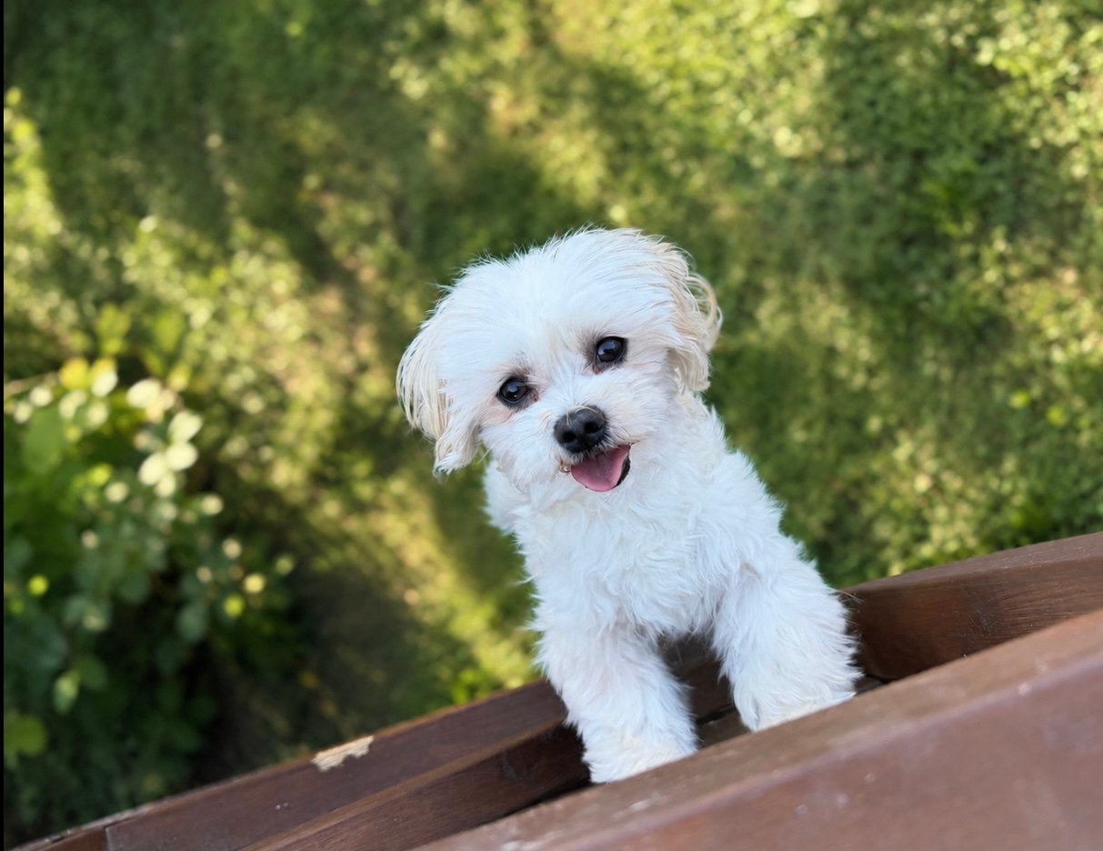 Lief volwassen maltezer teefje zoekt nieuw baasje, Dieren en Toebehoren, Maltezer, Particulier, Buitenland, Teef