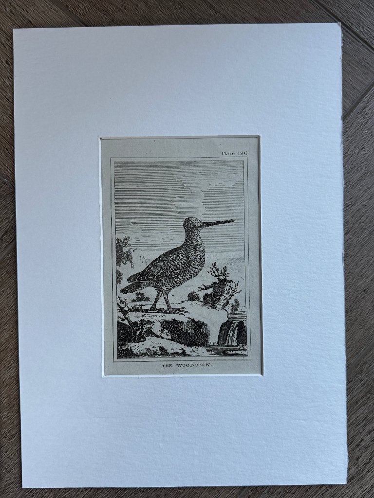 1812 - ets - houtsnip / The Woodcock - p0827-07, Antiek en Kunst, Kunst | Etsen en Gravures, Ophalen of Verzenden, Ets, 1700 - 1799