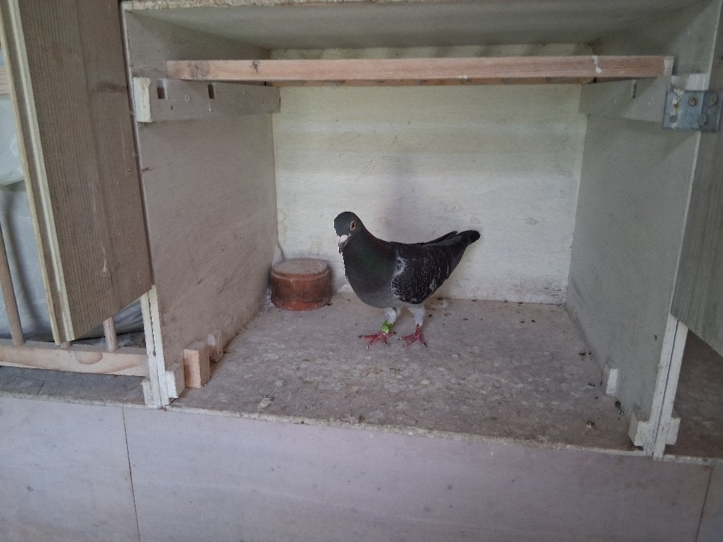 Mooie donkerkras doffer, Dieren en Toebehoren, Vogels | Duiven, Mannelijk, Postduif
