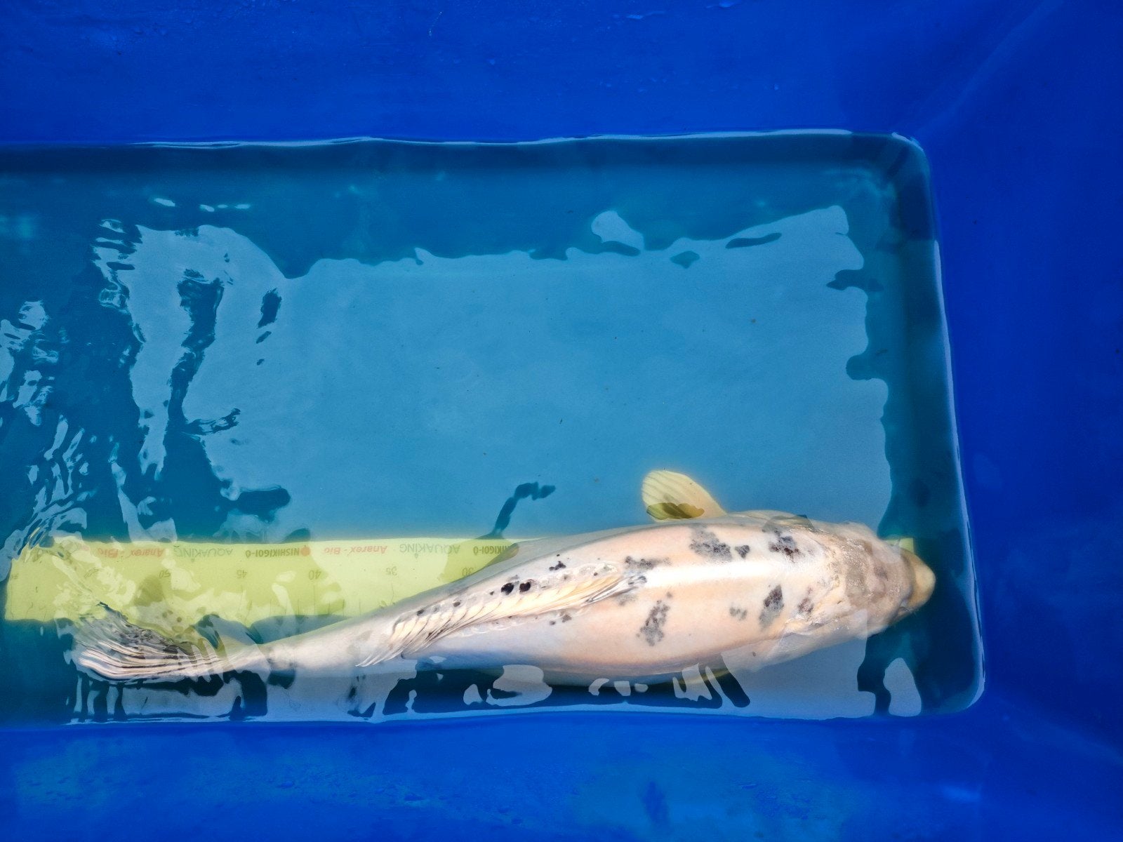 Gratis mooie grote koi, Dieren en Toebehoren, Karper of Koi