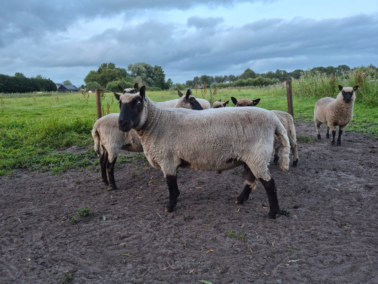 Clun Forest ram te koop, Dieren en Toebehoren, Mannelijk, Schaap, 3 tot 5 jaar