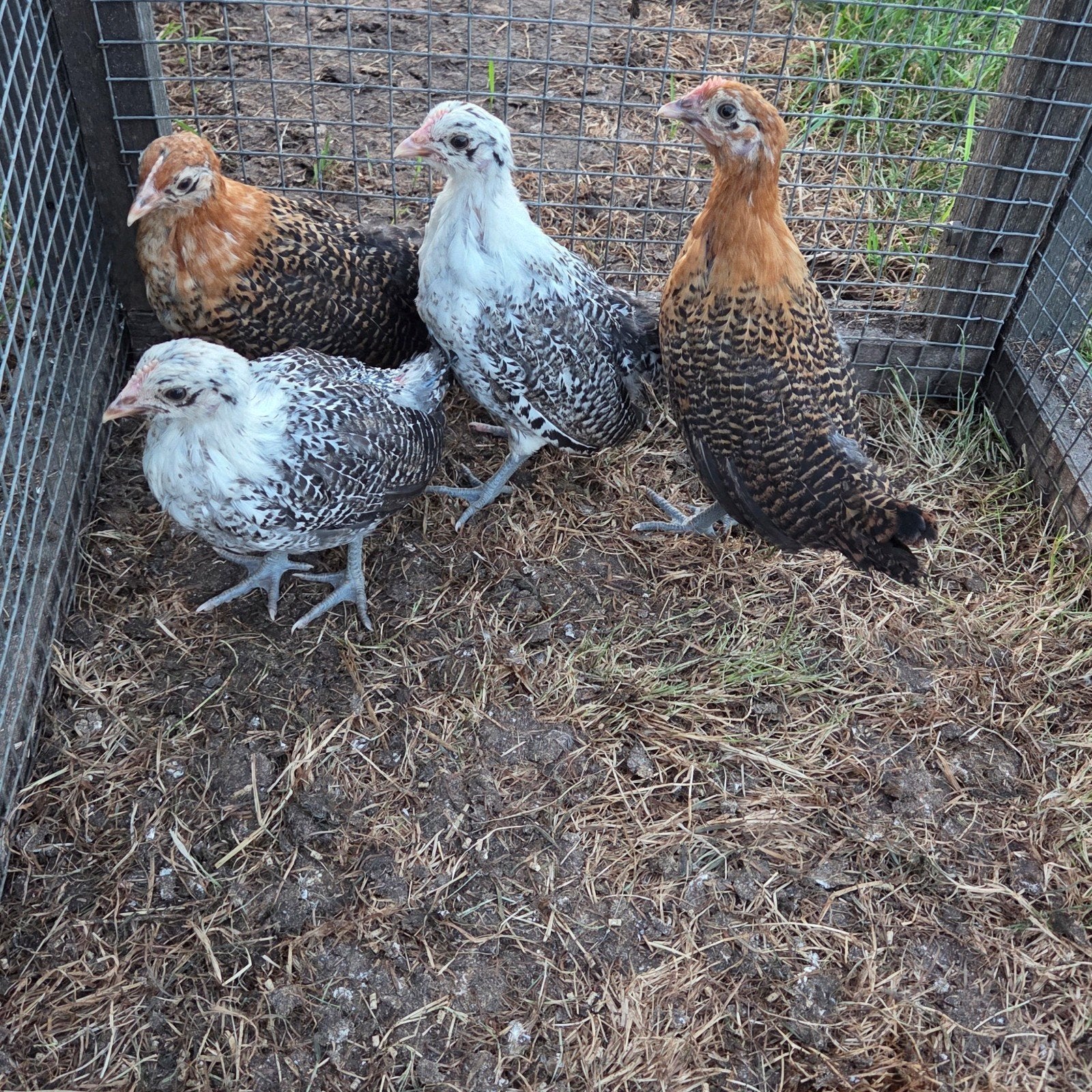 Friese hoenders groot kippen hennen, Dieren en Toebehoren, Pluimvee, Vrouwelijk, Kip