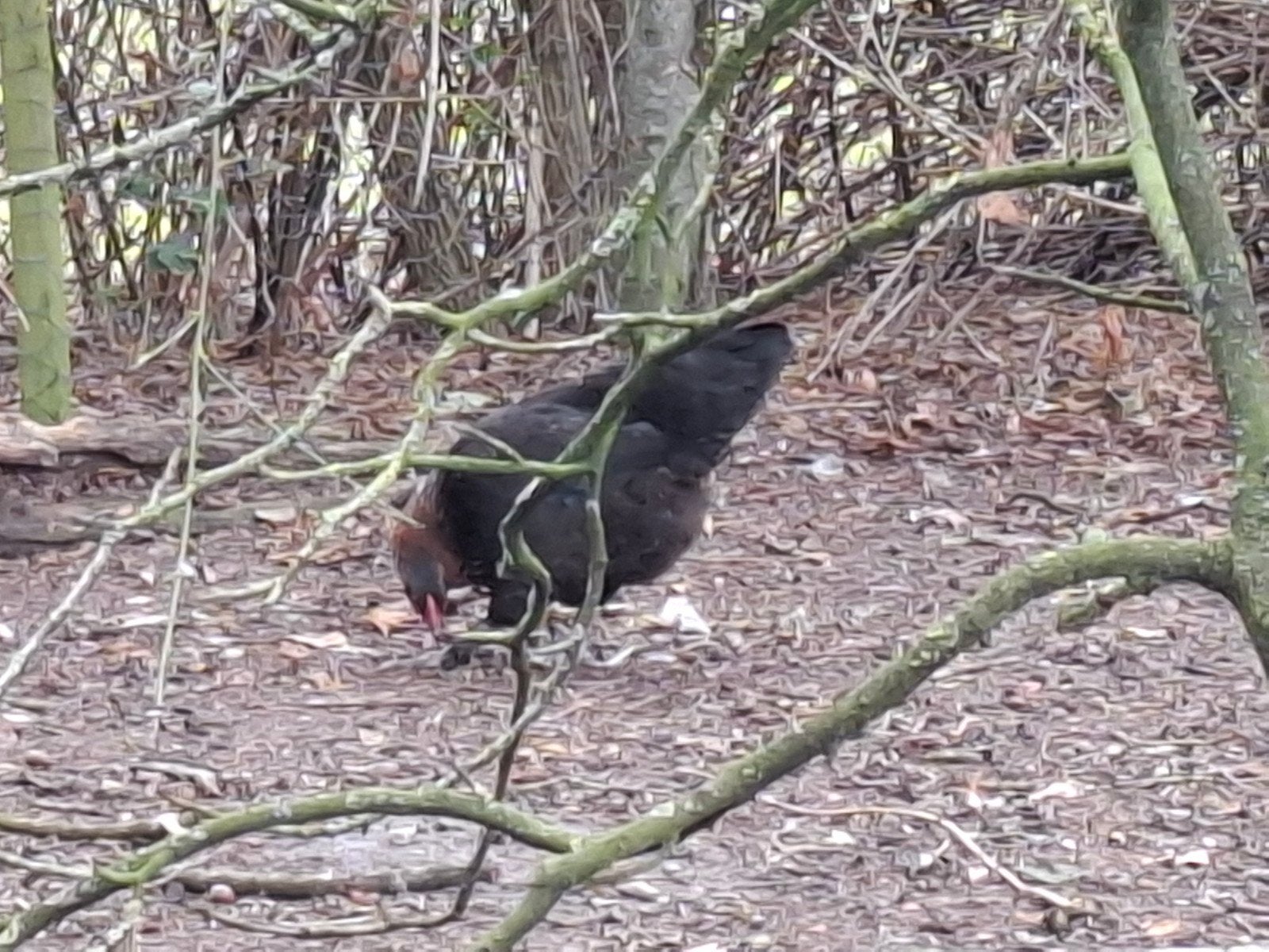 3 marans hennen, Vrouwelijk, Kip