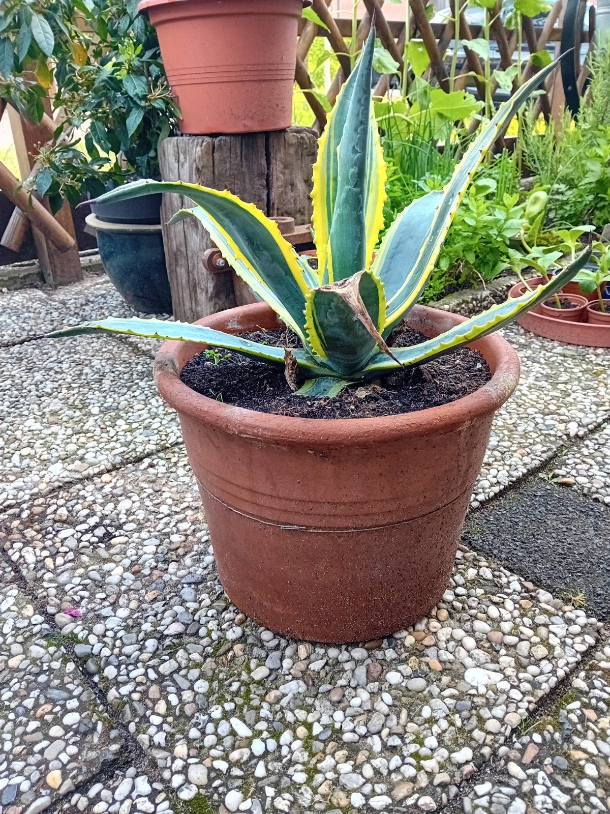 Agave met pot. Hoogte 50 cm met pot. Diameter 35 cm., Ophalen of Verzenden