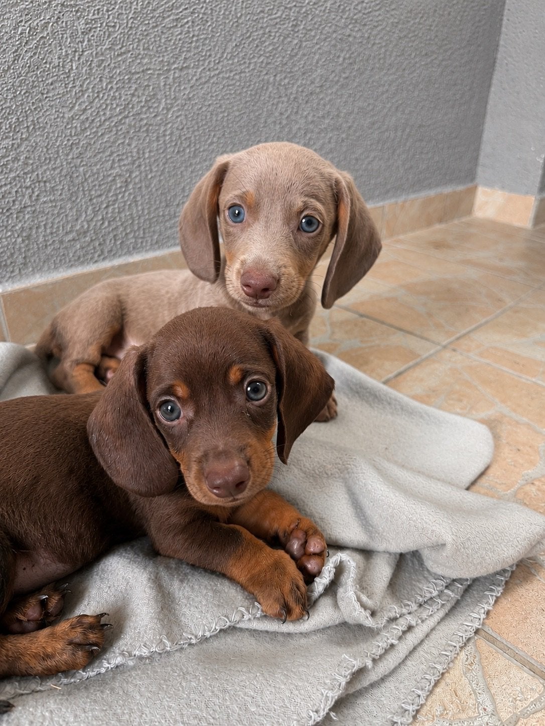 Dwerg Teckel Pups, Miniatuurteckel, Dieren en Toebehoren, Honden | Teckels en Dashonden, Parvo, Fokker | Hobbymatig, 8 tot 15 weken