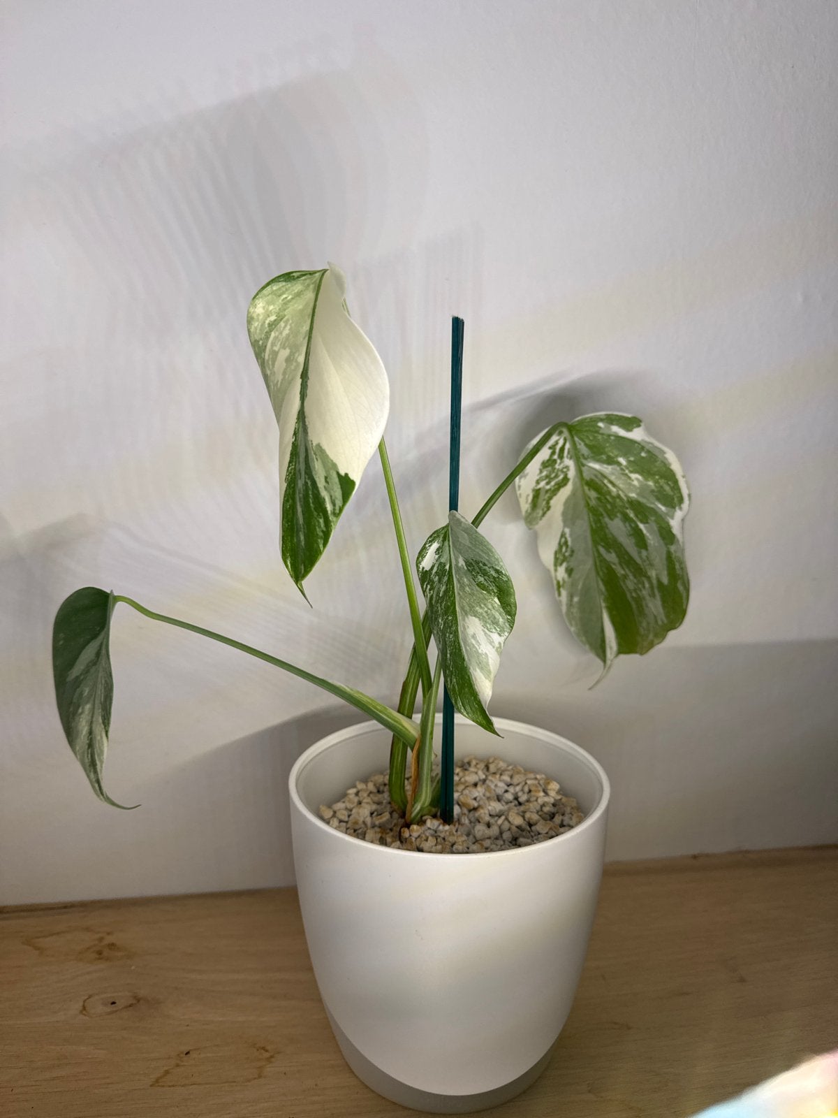 Monstera Variegata op vulkaansteentjes - Veel wit!, Groene kamerplant, Ophalen, Overige soorten, In pot