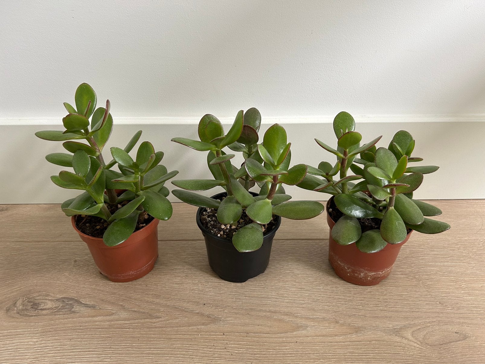 Crassula Ovata - Jade Plants 3€ each or free, Ophalen, Halfschaduw, Minder dan 100 cm