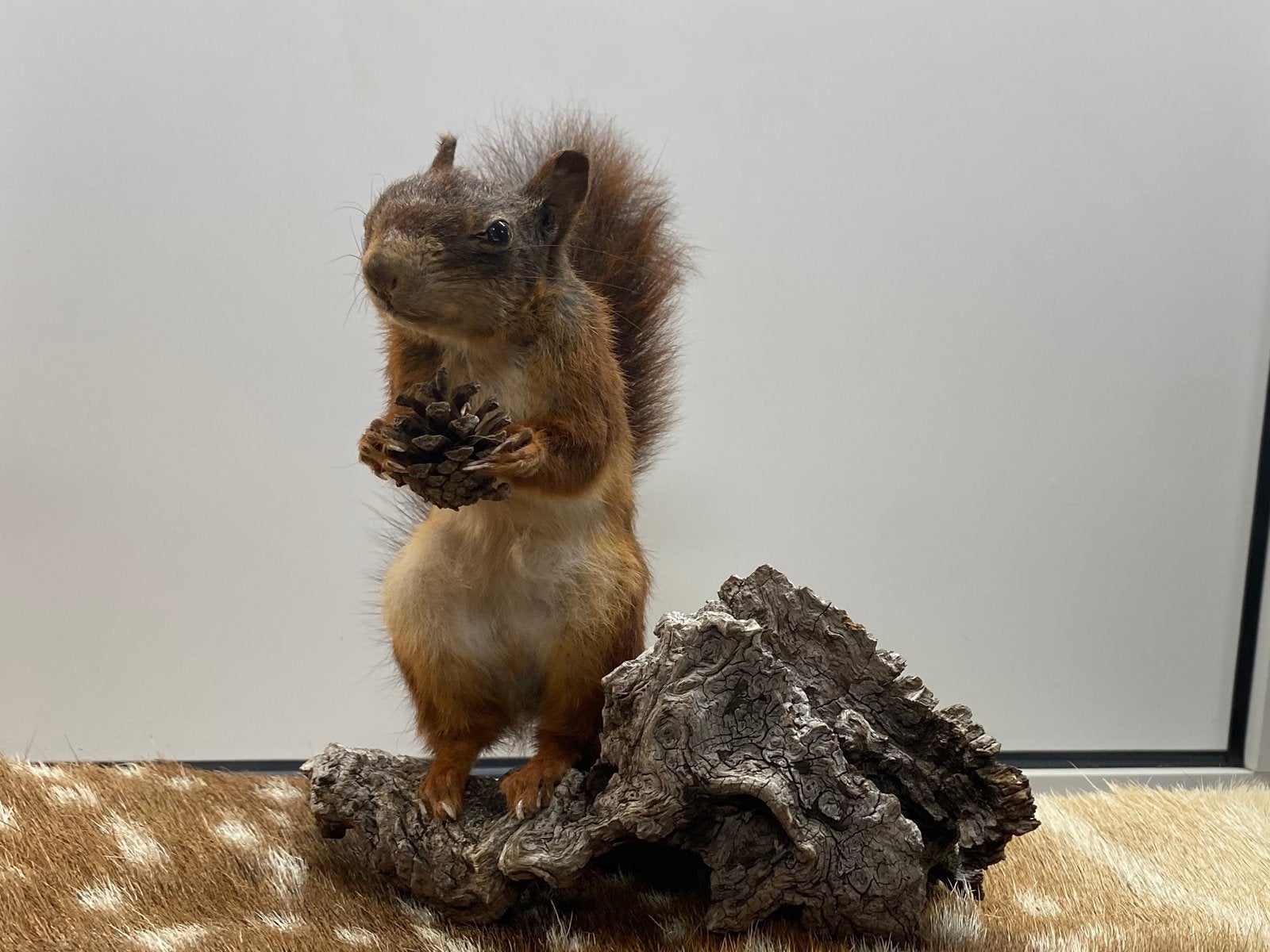 Opgezette eekhoorn., Ophalen, Nieuw, Wild dier, Opgezet dier