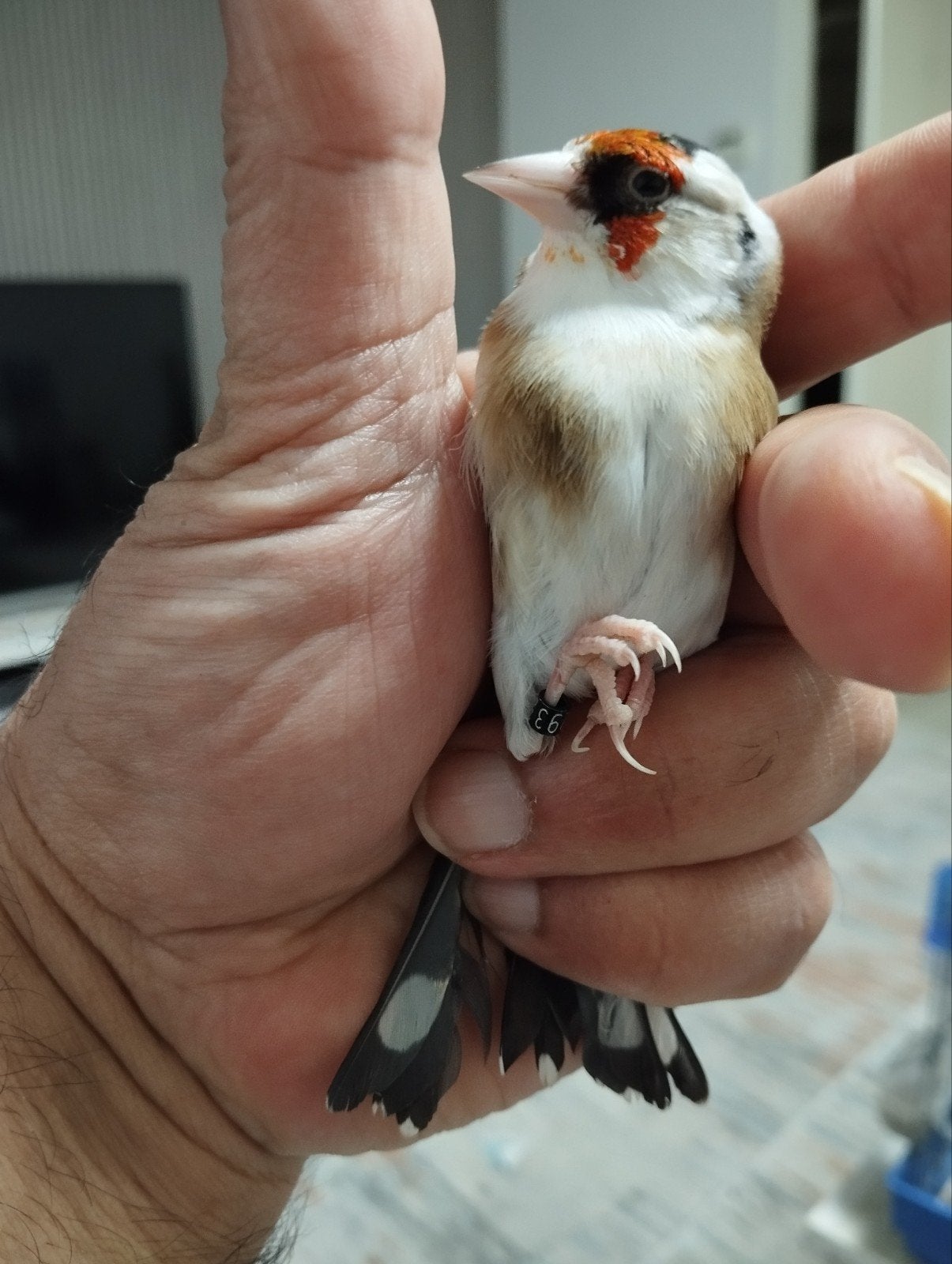 Mooie  Parva pautar man van 2025 
man van 25, Dieren en Toebehoren, Vogels | Overige Vogels, Mannelijk