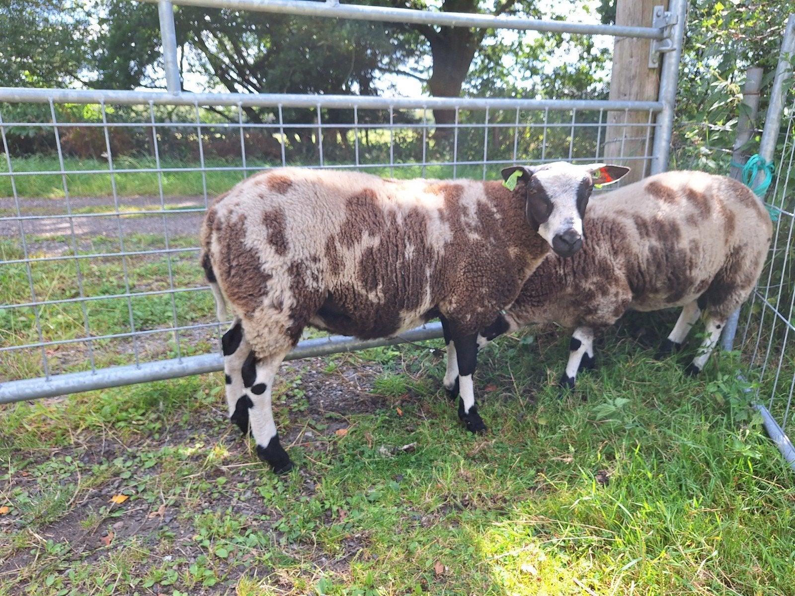 Bonte rammen, Dieren en Toebehoren, Schapen, Geiten en Varkens, Mannelijk, Schaap, 0 tot 2 jaar