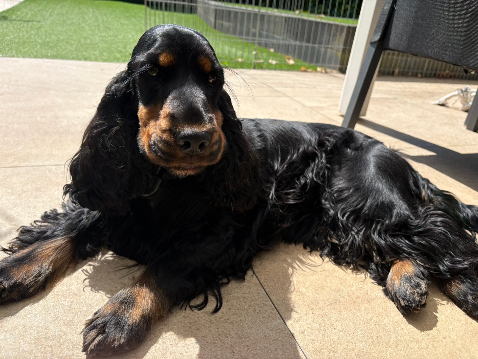 Binnen kort verwacht Engelse  Cocker Spaniel pups, Dieren en Toebehoren, 8 tot 15 weken, Geslacht onbekend, Eén hond, Nederland
