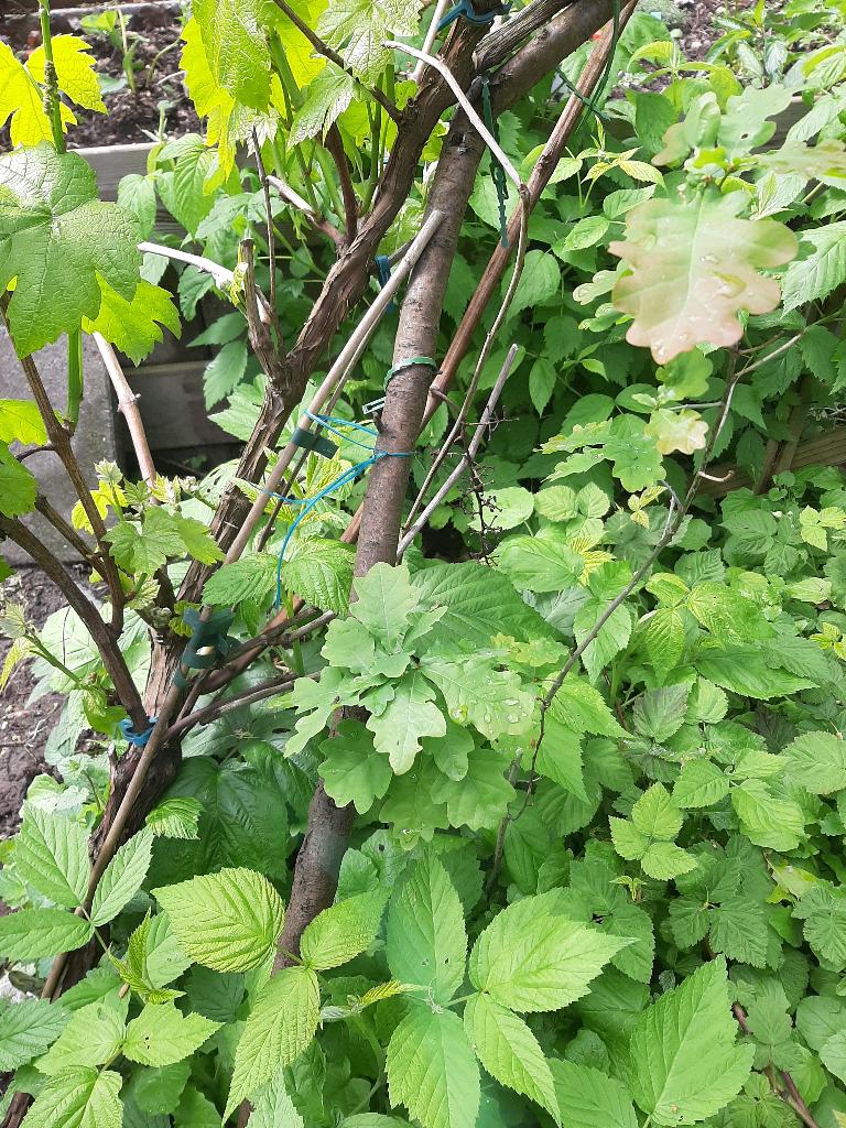 Gratis jonge eikenbomen, Tuin en Terras, Ophalen, Volle zon, Overige soorten, Minder dan 100 cm