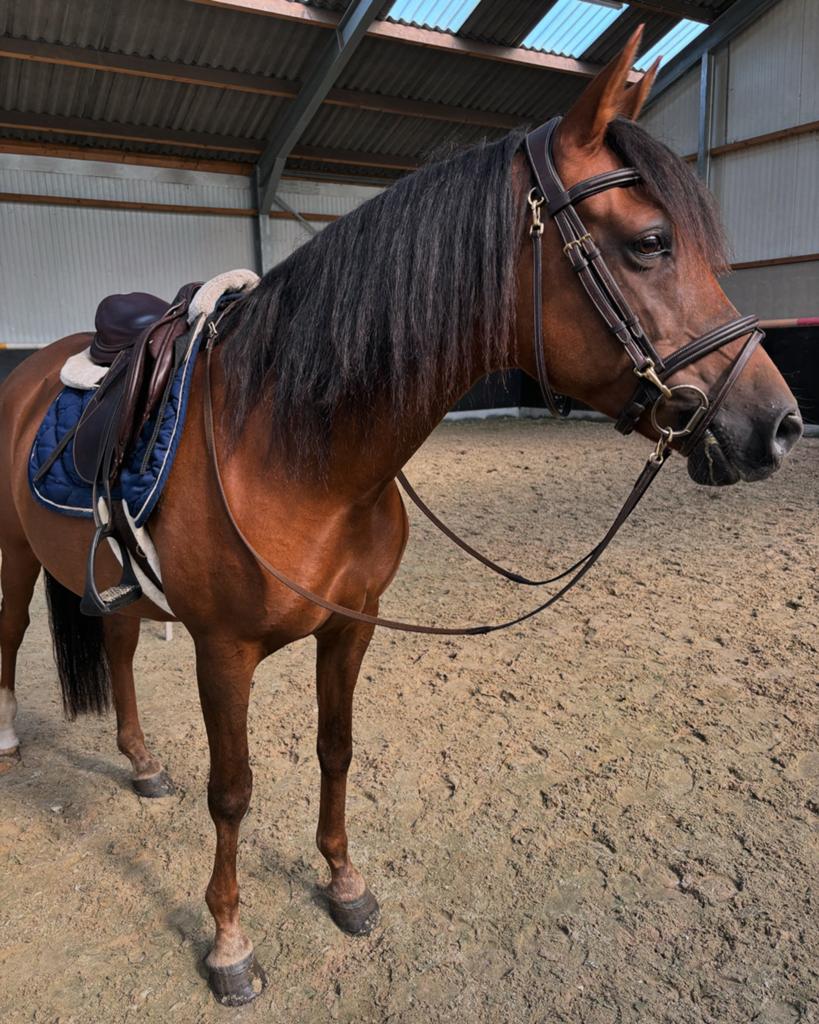 Gezocht: paddock paradise, Dieren en Toebehoren, Stalling
