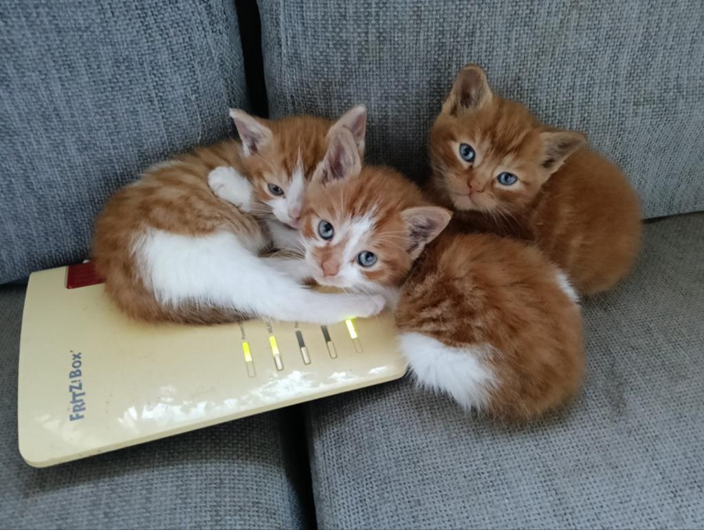 Drie kittens, Kater
