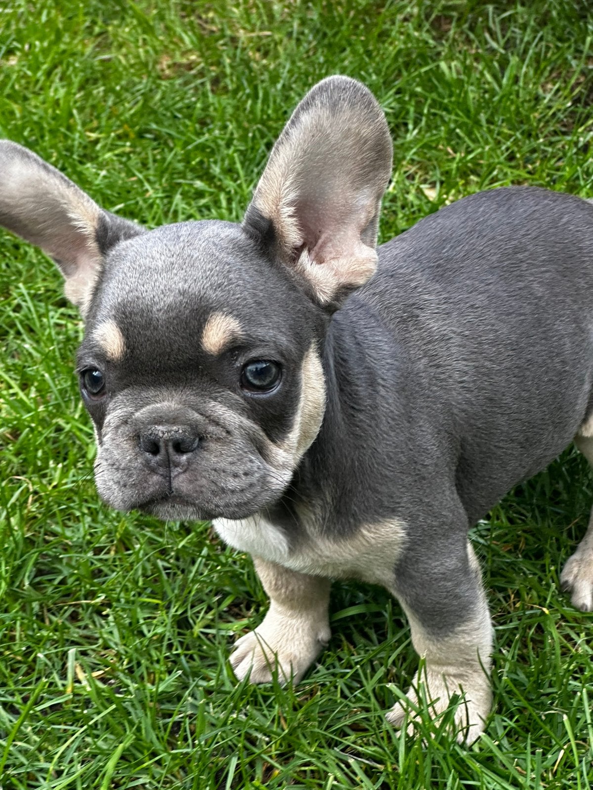 Franse Bulldog pups, Particulier, 8 tot 15 weken, Buitenland, Bulldog