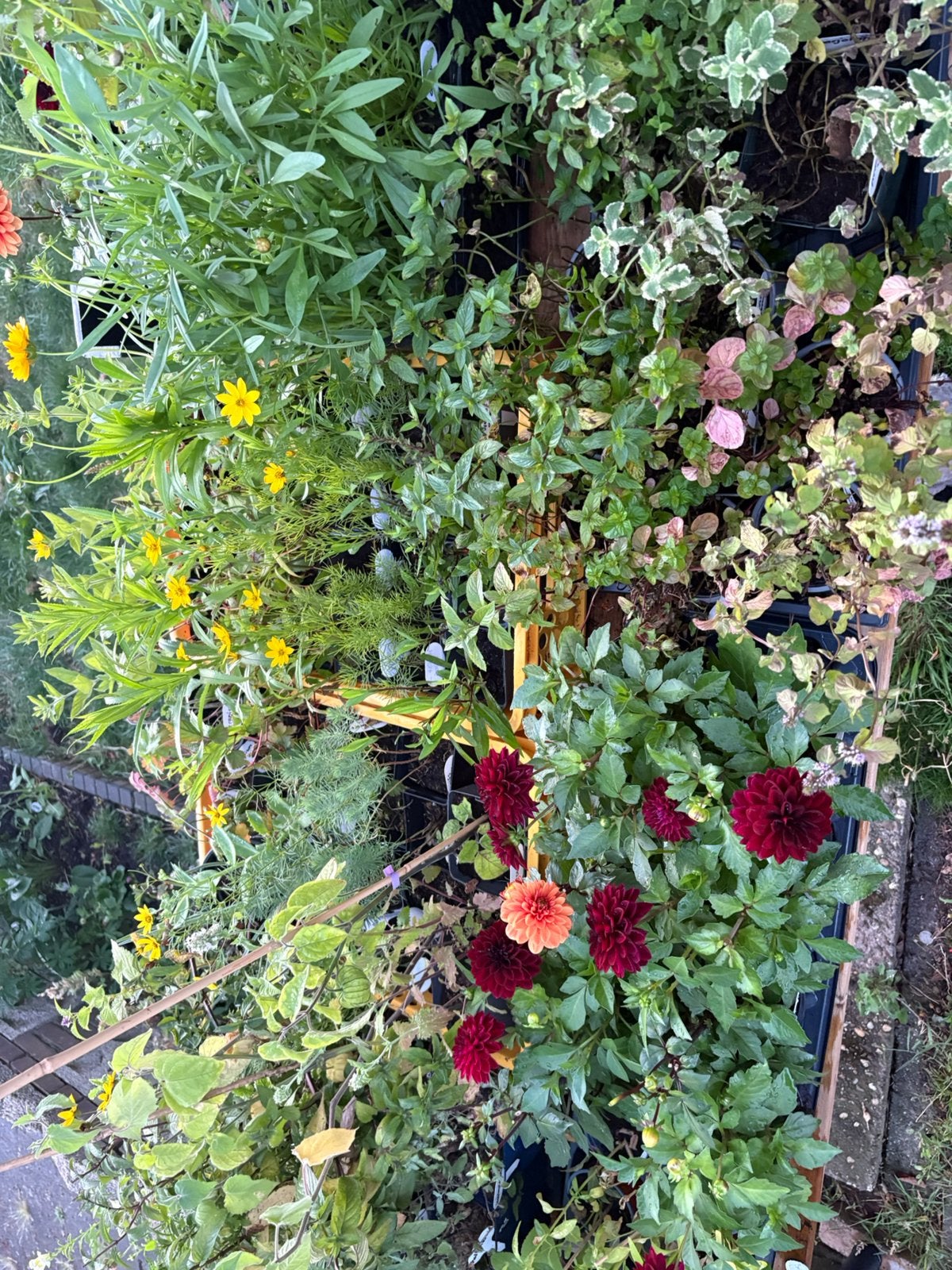 Planten - Hobbykwekerij, Ophalen, Overige soorten, Volle zon