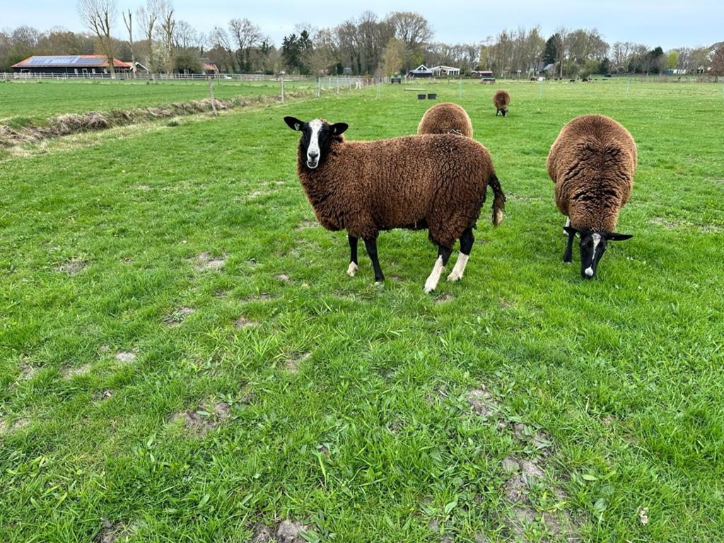 Zwartbles schaap, Vrouwelijk, Schaap