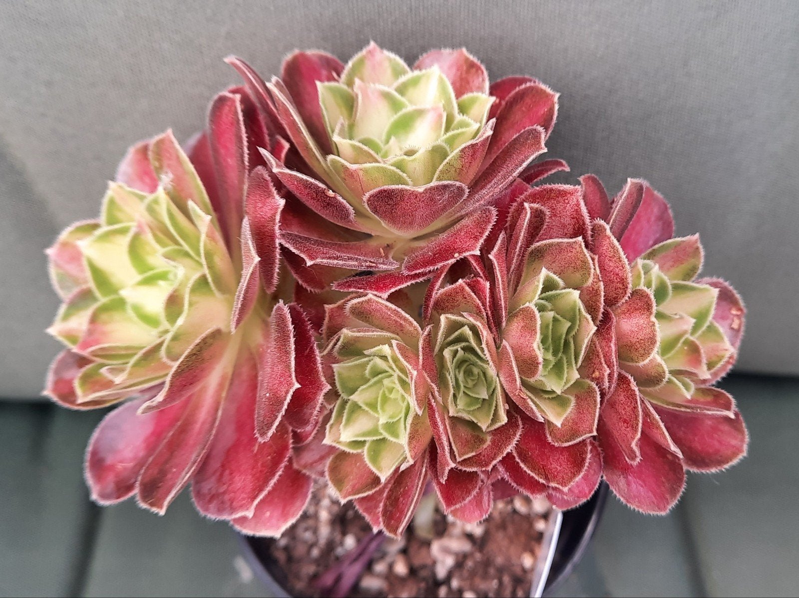 Aeonium Pink Witch yellow middle cristaten (2 stuks), Vetplant, Minder dan 100 cm, Groene kamerplant, Halfschaduw