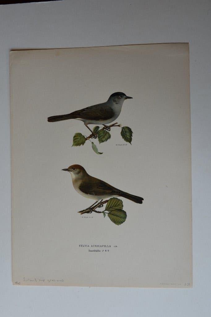 GRASMUS ORIGINELE VOGEL LITHO "SYLVIA ARTRICAPILLA" 1929 VH6, Antiek en Kunst, Kunst | Etsen en Gravures, Origineel, Ophalen of Verzenden