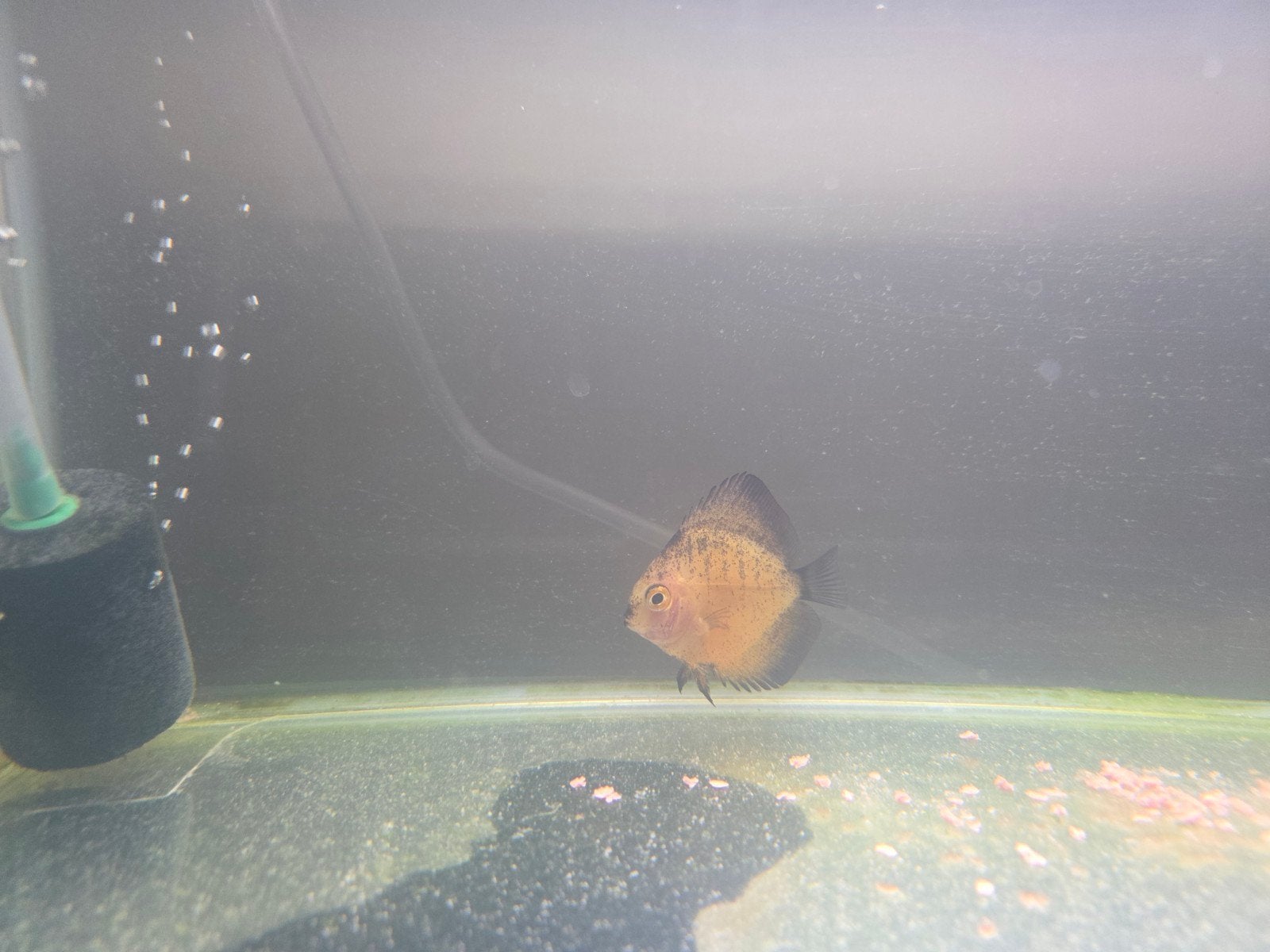 discus 2 stuks, Vis