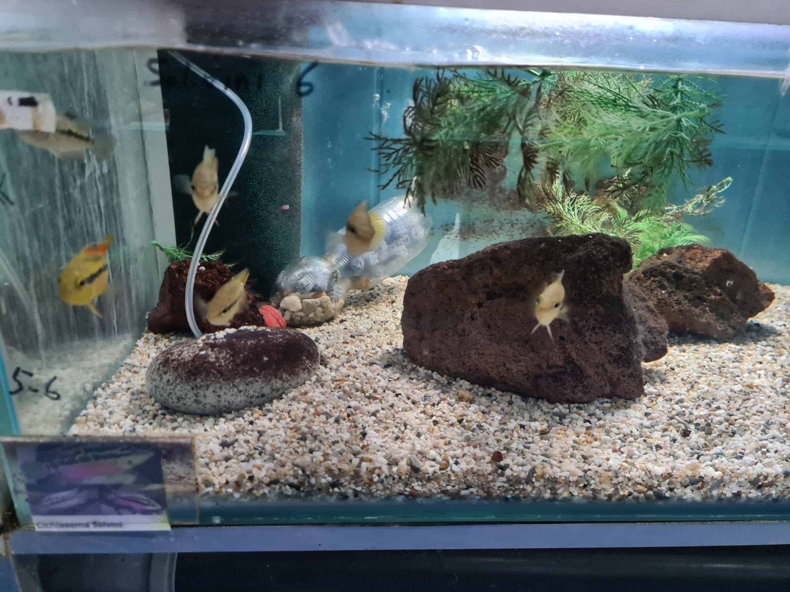 Cichlasoma Salvini Cichliden, Dieren en Toebehoren, Vissen | Aquariumvissen, Vis, Zoetwatervis