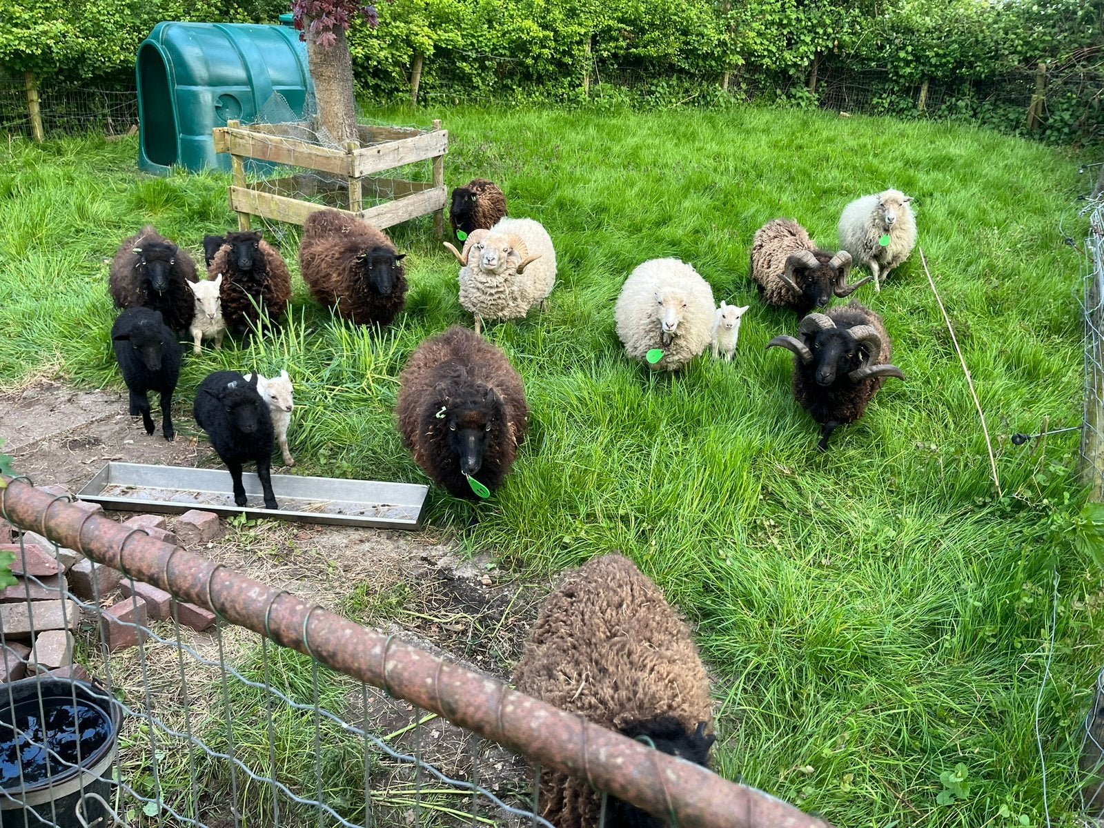 Ouessant ooien en lammetjes