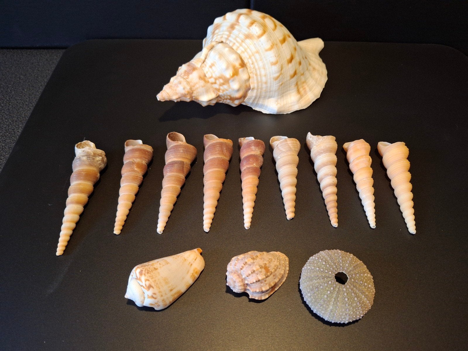 Diverse schelpen en zee-egel, Ophalen of Verzenden, Gebruikt
