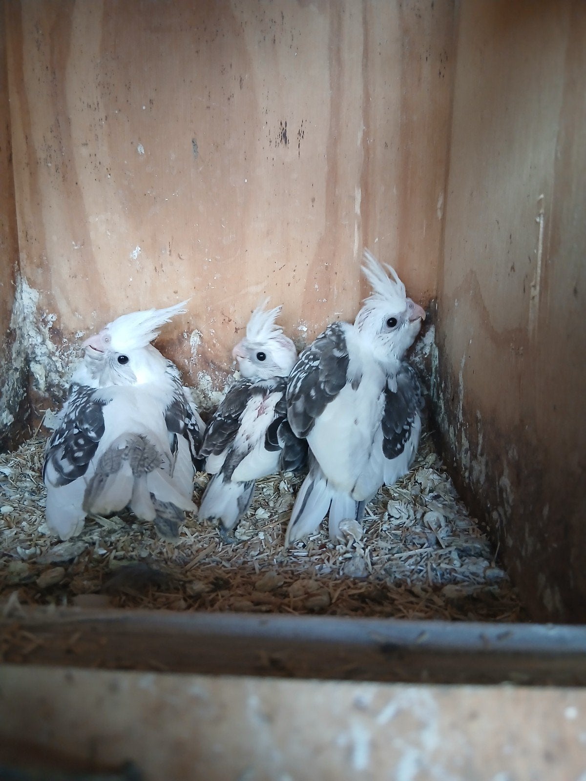 Valkparkieten, Meerdere dieren, Parkiet