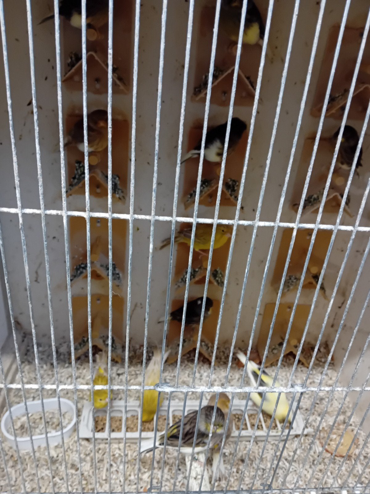 Te koop: glosters, Meerdere dieren, Postuurkanarie