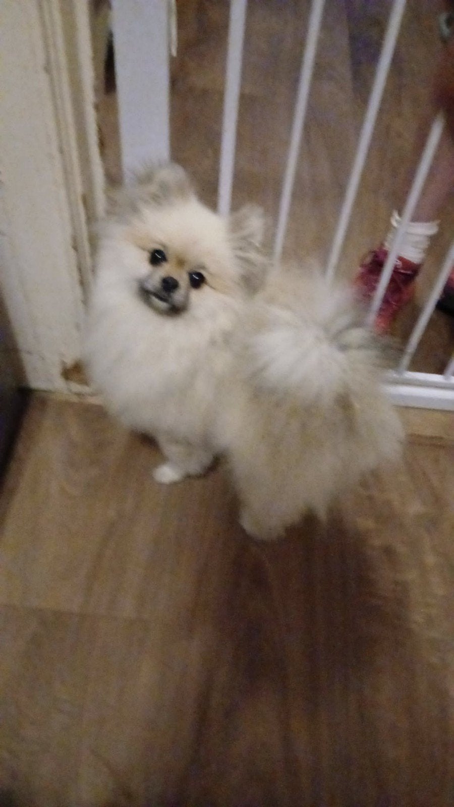 Pomeranian reutje, Dieren en Toebehoren, Particulier, Keeshond, Reu, 1 tot 2 jaar
