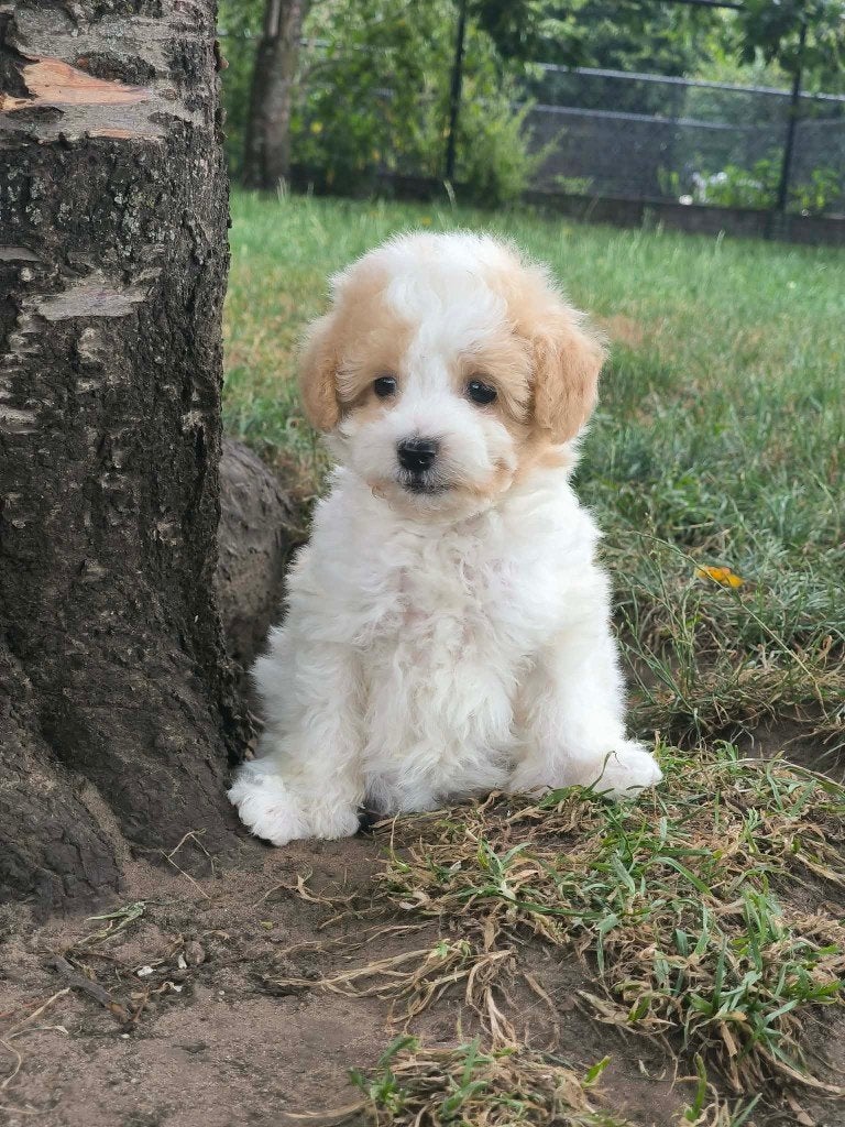 Prachtige maltipoo pups bij ons geboren!!, Parvo, België, 8 tot 15 weken, Meerdere