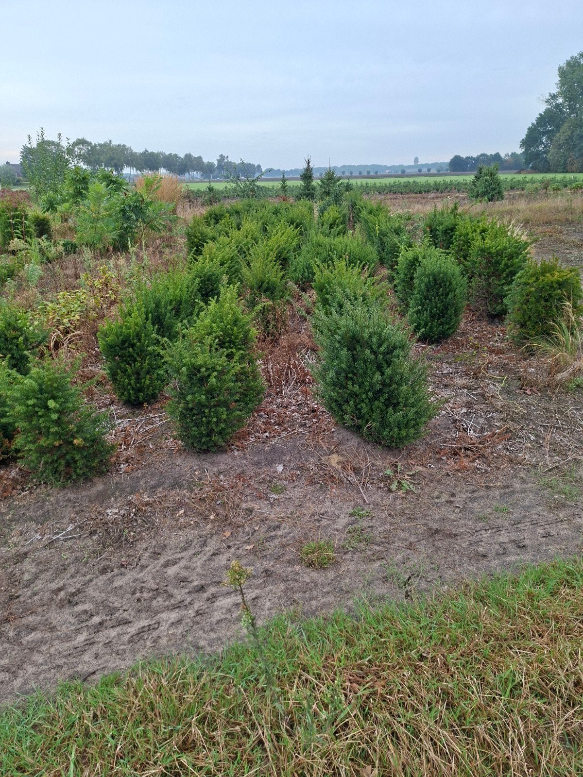 Taxus baccata, Ophalen, Taxus, Minder dan 100 cm