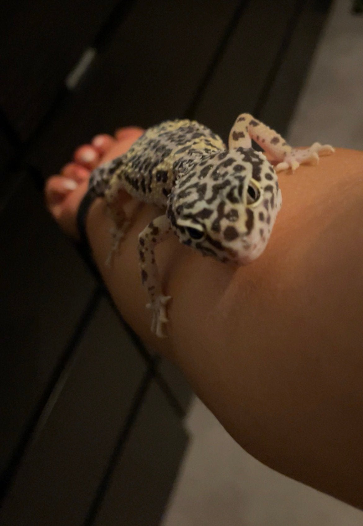 3 luipaardgekko’s incl toebehoren en terrarium Leopard Gecko photo 4