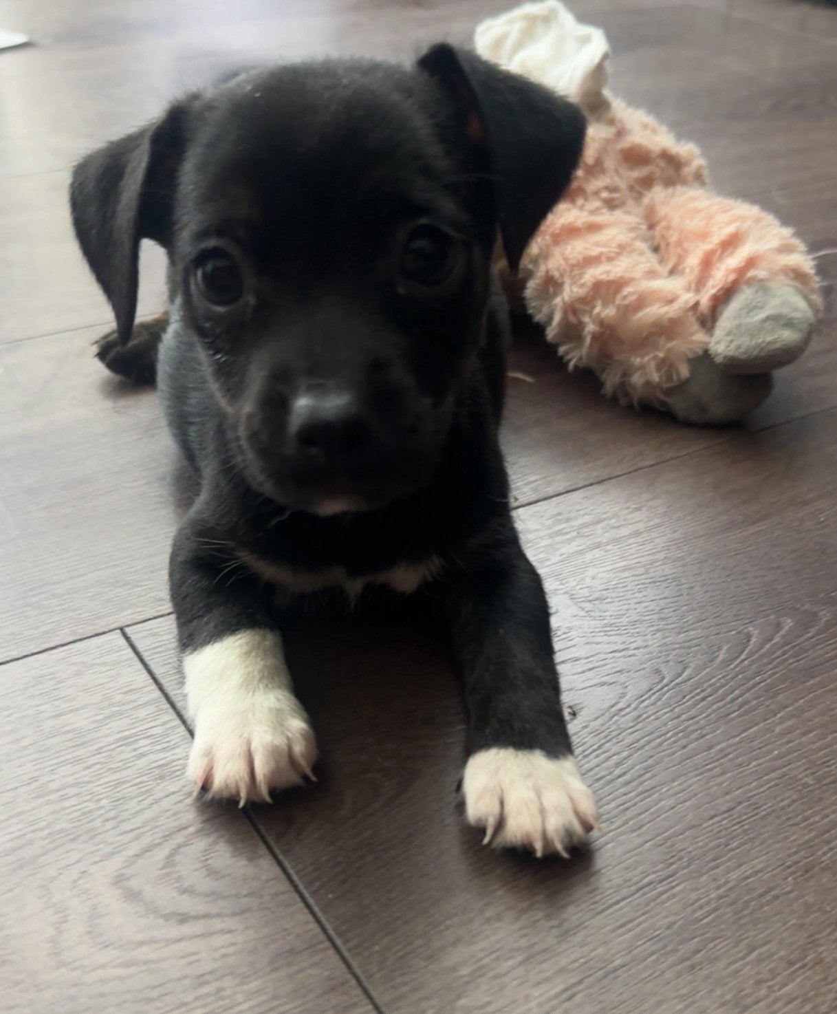 Prachtige Jack Russels aangeboden., Dieren en Toebehoren, Jack Russell Terriër, 8 tot 15 weken, Parvo, Meerdere