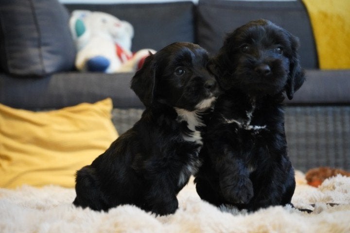 Springer spaniel x labradoodle pups te koop., Dieren en Toebehoren, Nederland, Parvo, Overige rassen, 8 tot 15 weken