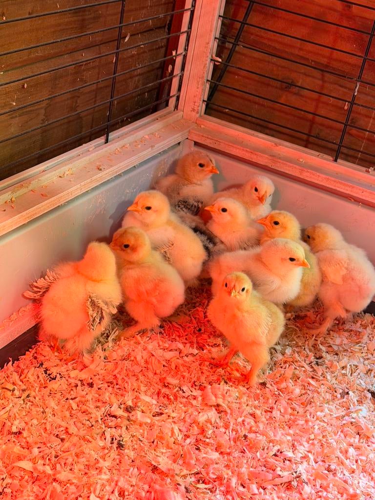 Brahma groothoenders kuikens, Dieren en Toebehoren, Pluimvee, Kip, Geslacht onbekend