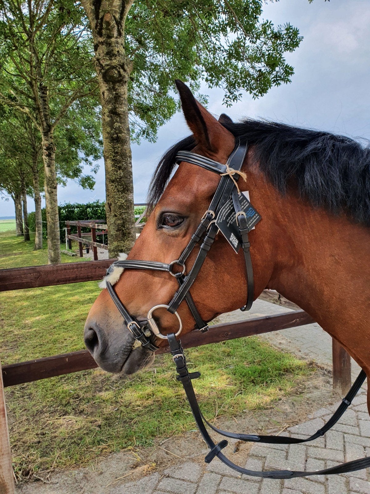 Dyon classic hoofdstel met mexicaanse neusriem cob/zwart, Hoofdstel, Ophalen of Verzenden, Zwart, Cob