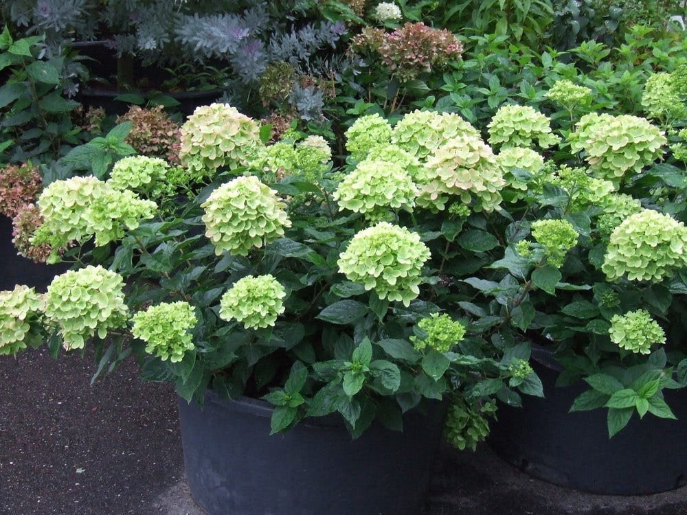 Hydrangea pan. Little Lime, Ophalen, Overige soorten, Halfschaduw