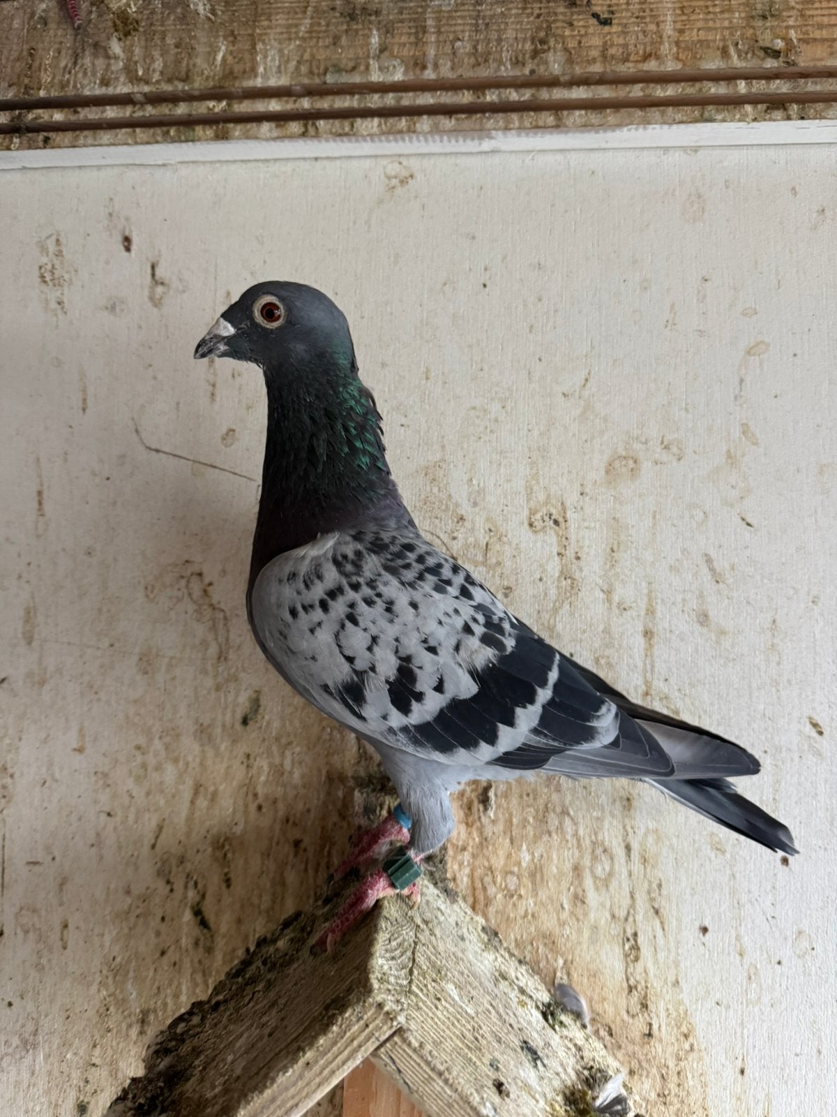 Koppel postduiven lange afstand, Dieren en Toebehoren, Meerdere dieren, Postduif