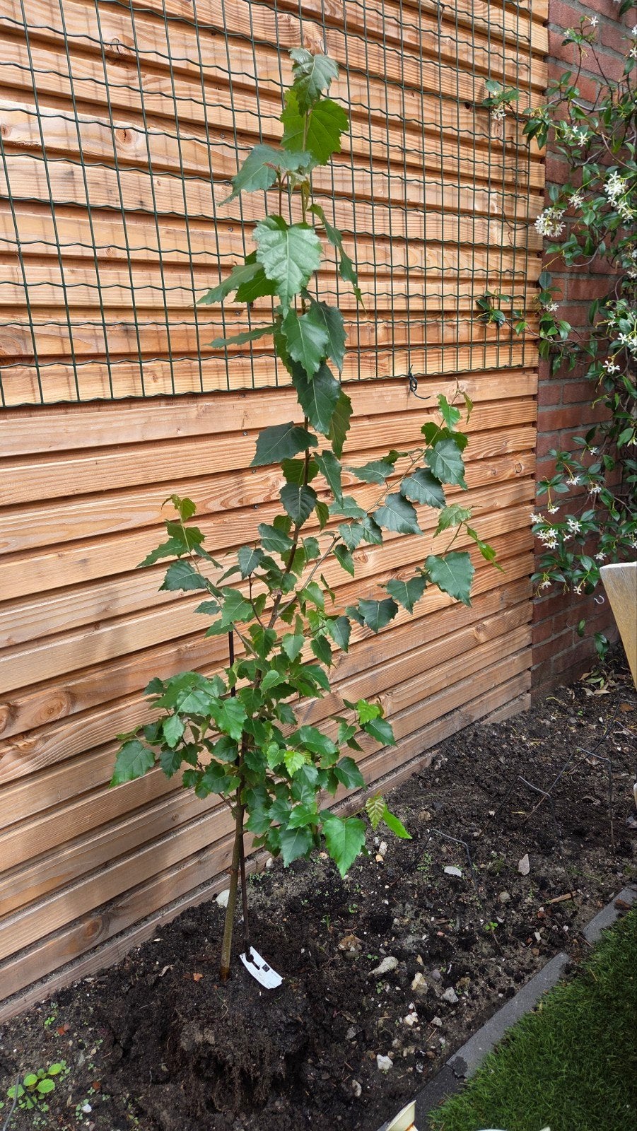 Berk (Betula) - Jonge boom van 115 cm hoog, Tuin en Terras, Ophalen, Halfschaduw, Overige soorten, 100 tot 250 cm