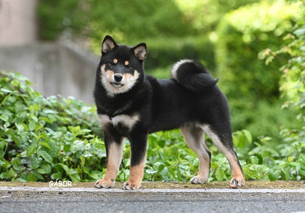 Te koop Prachtige Black and tan Shiba reutje, Dieren en Toebehoren, Honden | Dekreuen, Reu, Fokker | Hobbymatig, Eén hond, Nederland