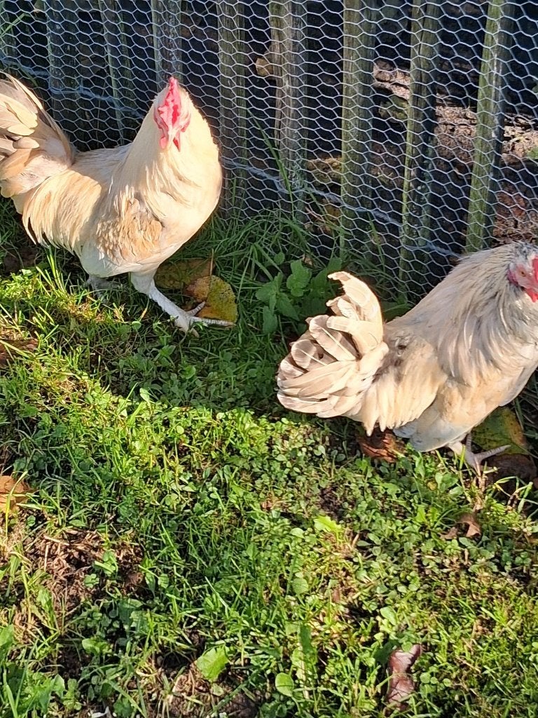 wyandotte hanen en hen te koop, Dieren en Toebehoren, Meerdere dieren, Kip