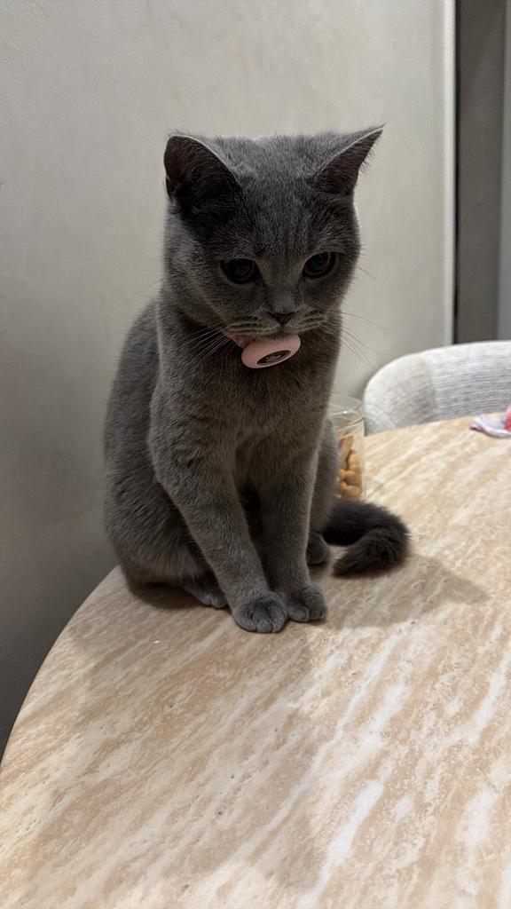 Britse korthaar, Dieren en Toebehoren, Katten en Kittens | Dekkaters, 0 tot 2 jaar