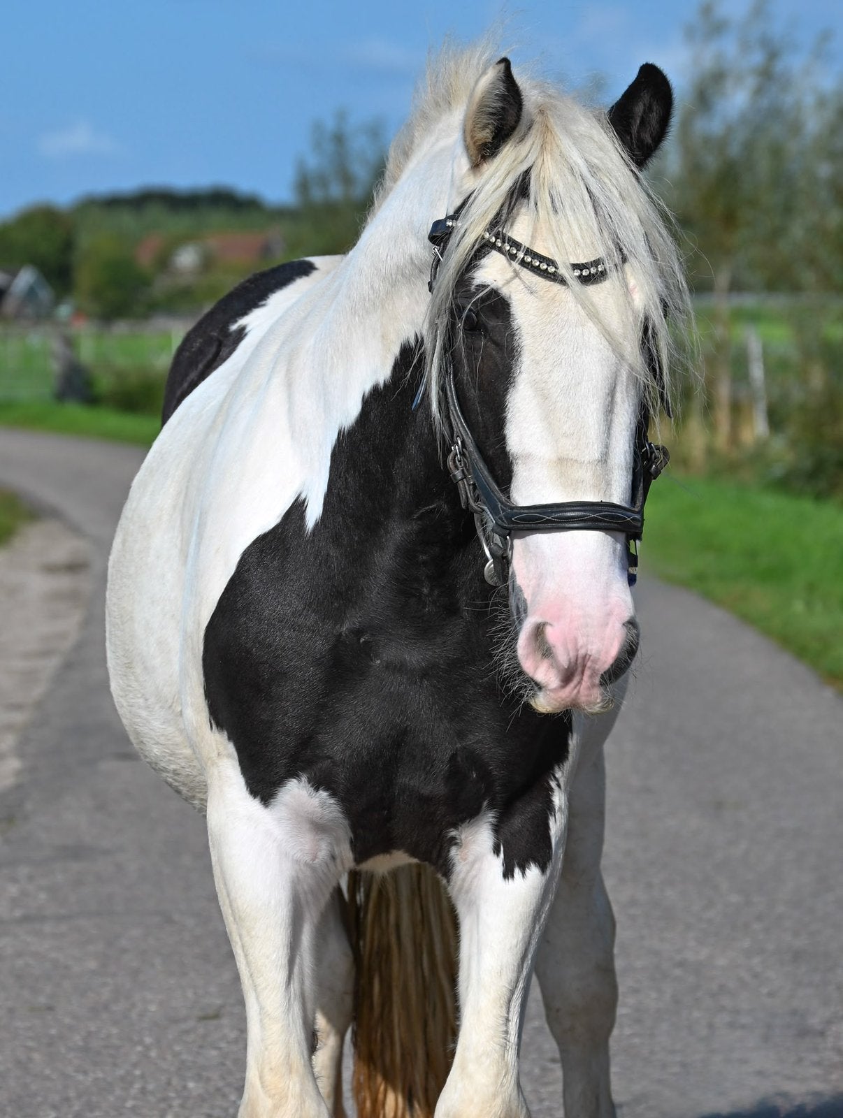 🤍🖤the color of mony 🖤🤍, Dieren en Toebehoren, Merrie, 0 tot 2 jaar
