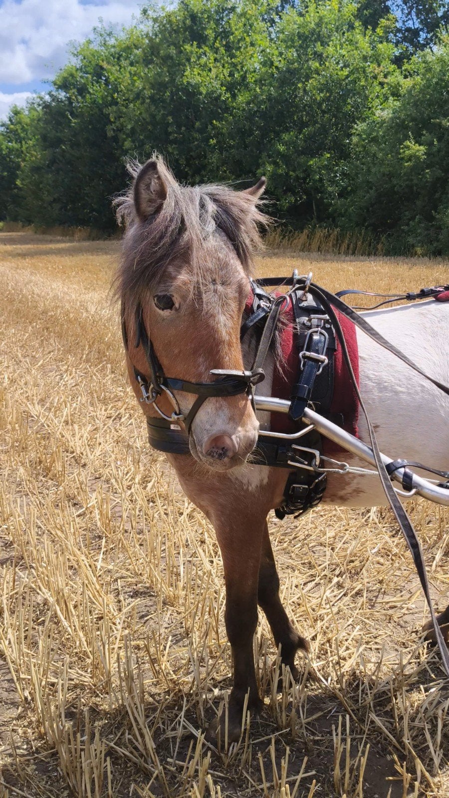 3 knappe hengsten met papier, Hengst