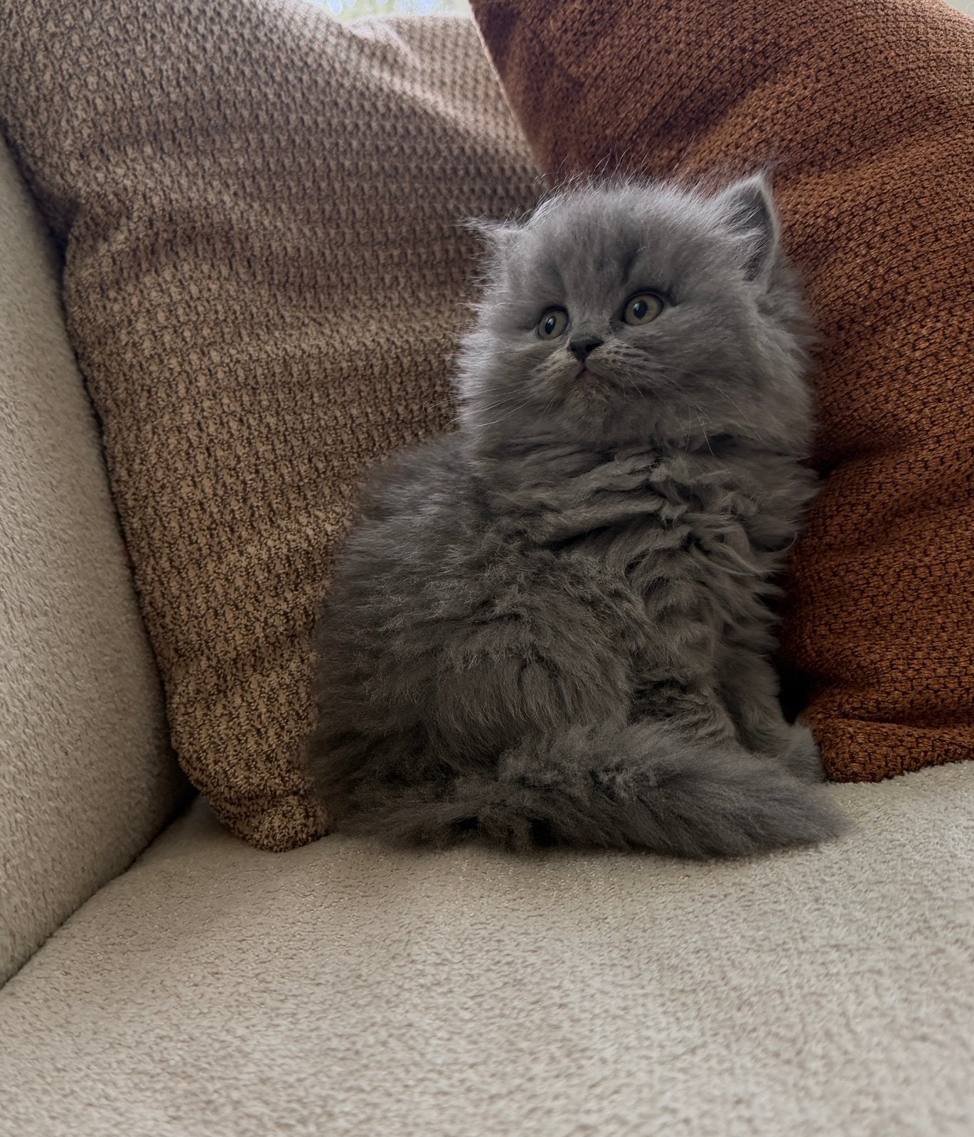 Prachtige Britse Korthaar kittens, Ontwormd
